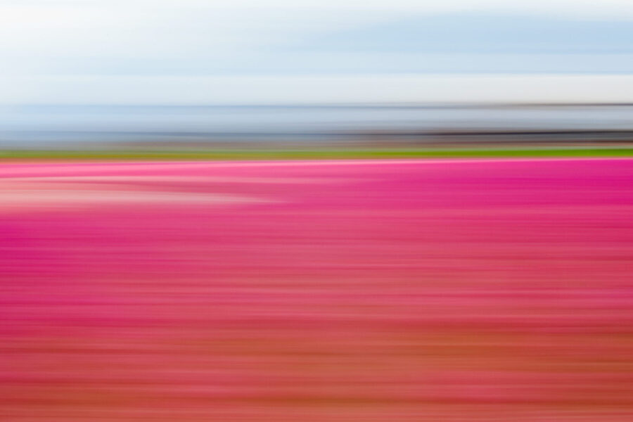 Pink Fields 6x9 Archival Print ~ Limited Time Offer