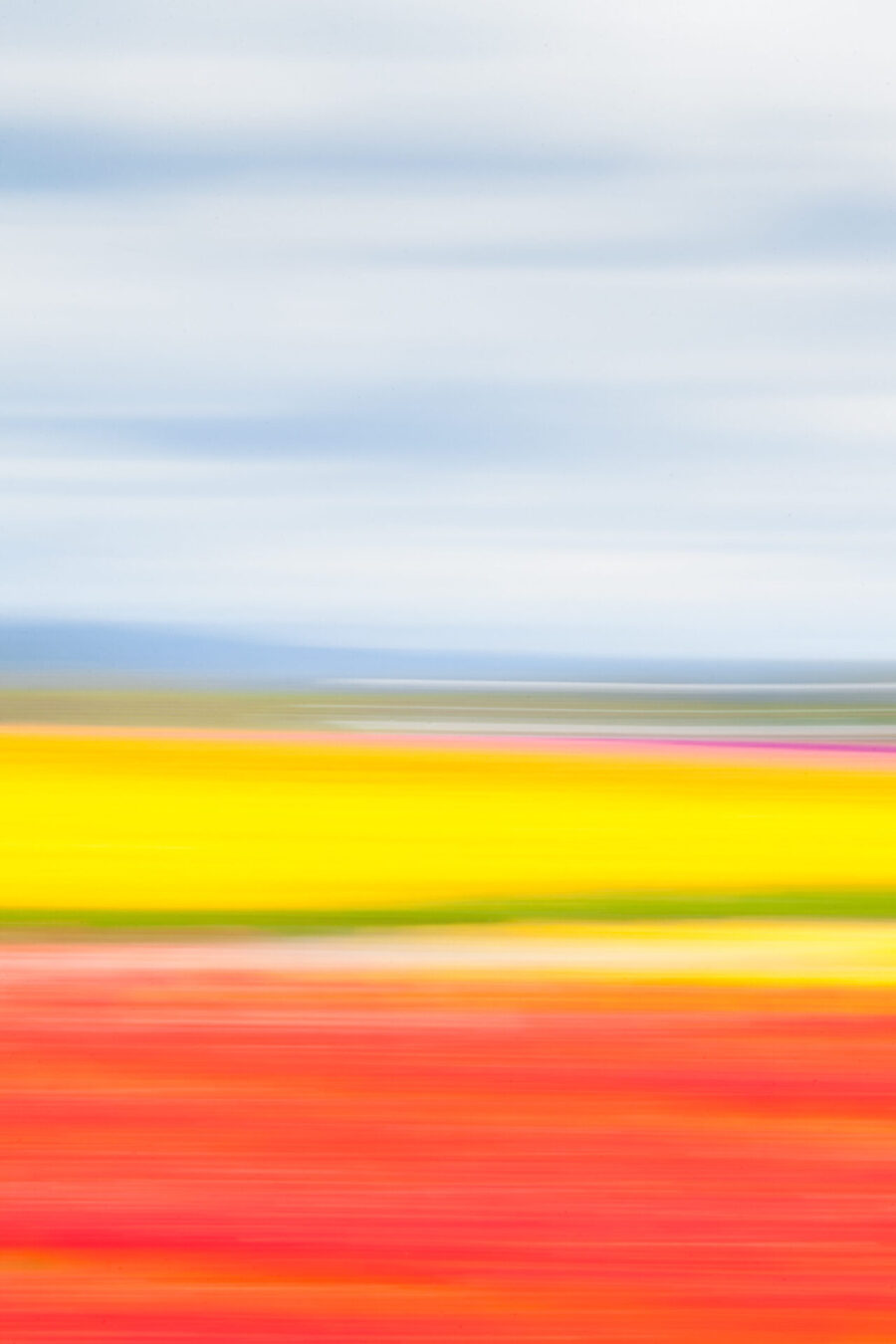 Tulip Valley - - Limited Time Offer 6x9 Archival Prints Available