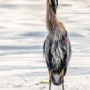 315A6237 great blue heron greeting ceremony fine art photo