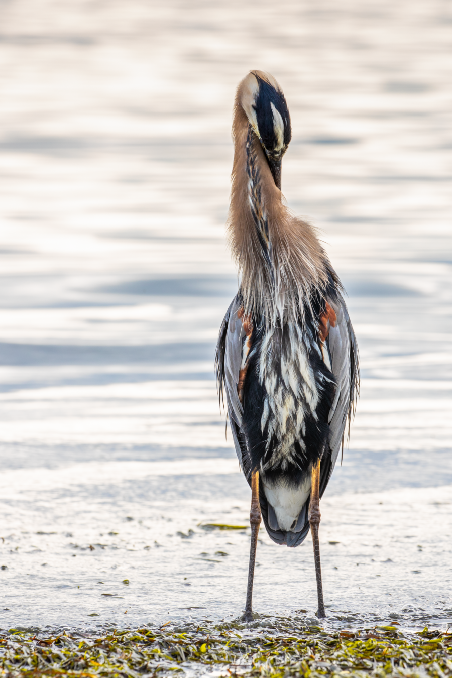 great blue heron greeting ceremony fine art photo