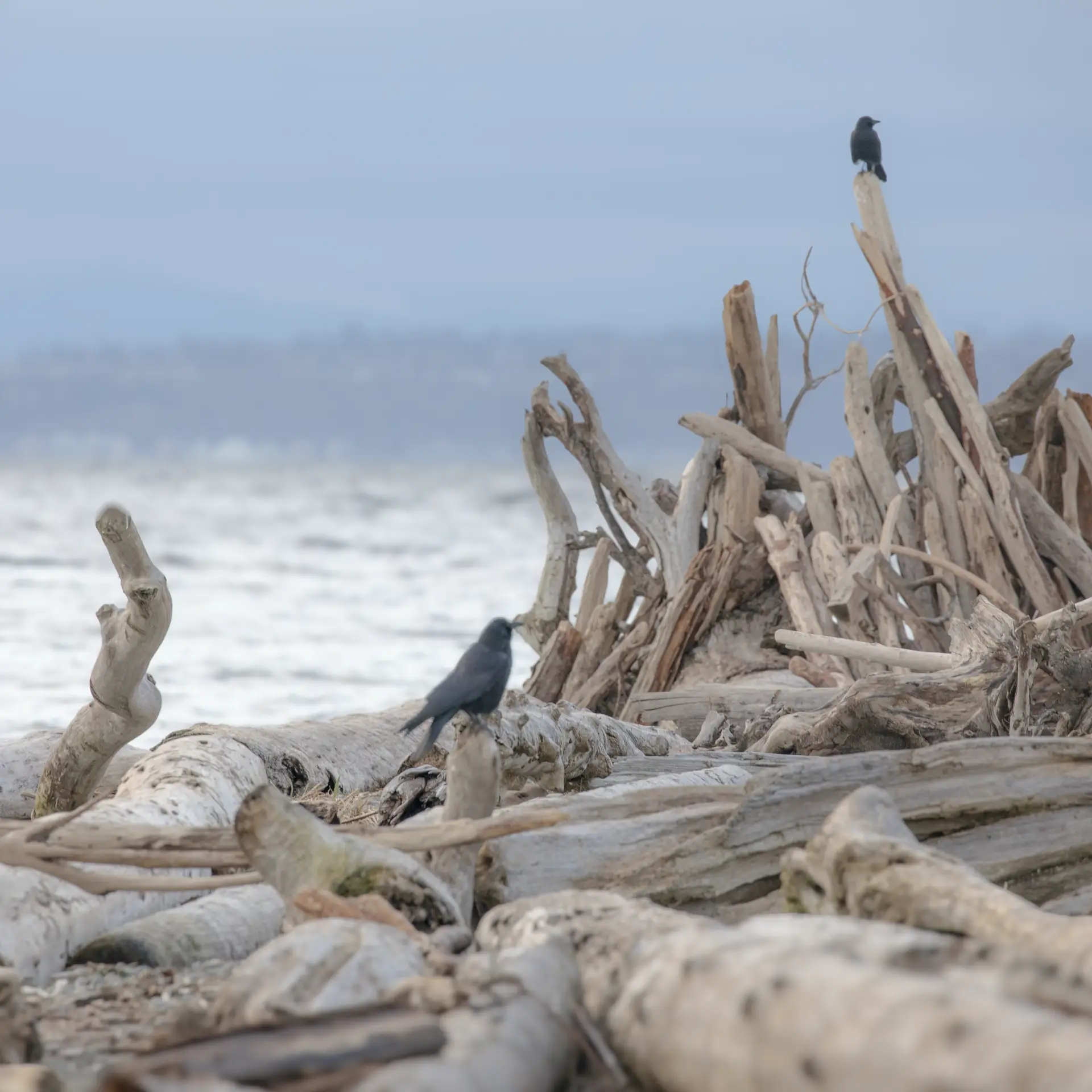 driftwood crow Pacific Northwest fine art photography — melissa anne Art of Wellness